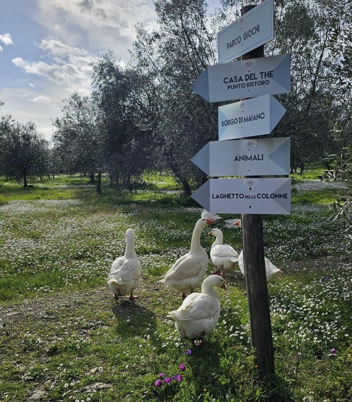 Agriturismo Fattoria Di Maiano Fiesole Eksteriør billede